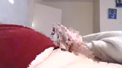 Snapshot of frankiel745 chatting on December 9, 2024, 12:40 pm frankiel745 online show from December 9, 2024, 12:40 pm