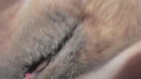 FrumCake online show from January 10, 2025, 12:27 am