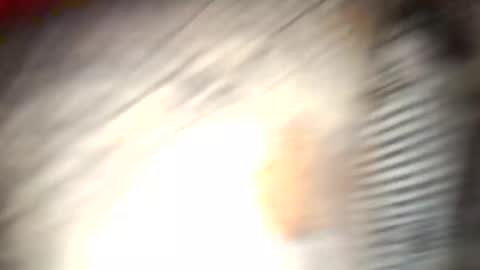 gallistuthomas440 online show from October 26, 2025, 7:31 pm