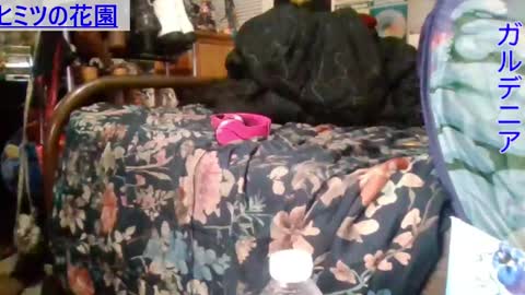 Gardenia online show from December 16, 2024, 8:20 am