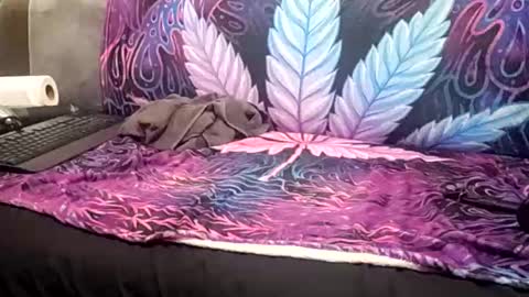 Goldcmen online show from January 17, 2025, 4:06 am