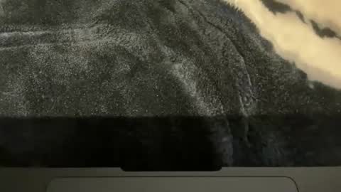 gumbywanna online show from November 16, 2025, 2:00 pm