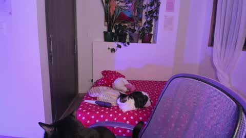 Lau online show from December 13, 2024, 6:10 am