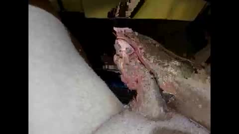 hung_mac0 online show from April 27, 2026, 1:42 pm