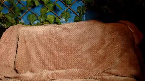 Kayla online show from December 14, 2024, 4:45 am