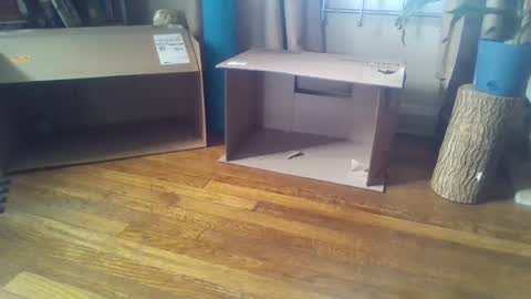 indigo_scorpio online show from February 7, 2025, 5:51 pm