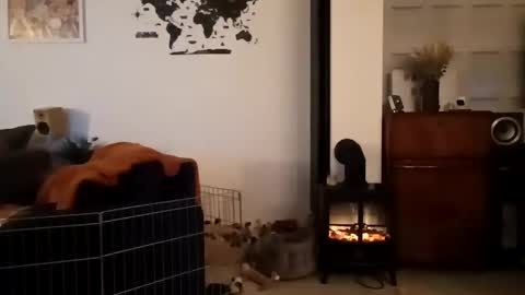 jaycat73 online show from January 31, 2025, 11:45 pm