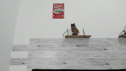 Jaycreedd online show from November 12, 2025, 8:15 am