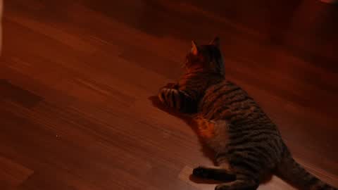 Jennifer Diaz online show from February 3, 2025, 11:15 pm