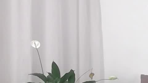 Help me with rate thanks  online show from February 19, 2025, 5:38 am