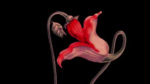 katsuro online show from March 2, 2025, 9:11 pm