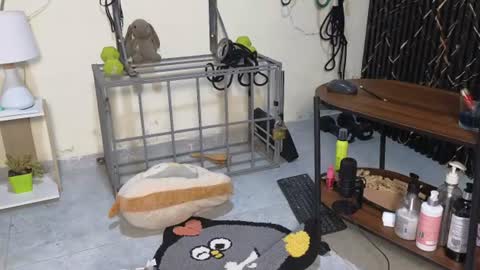 Snapshot of katt_bdsm chatting on June 28, 2026, 4:24 pm Katt online show from June 28, 2026, 4:24 pm