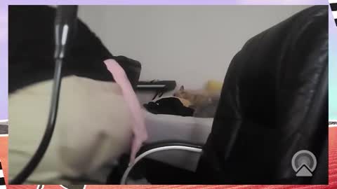 Bella Blue BBW online show from December 16, 2025, 9:36 am