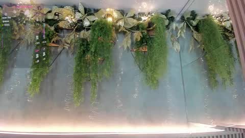 lana_lann online show from December 3, 2025, 12:36 pm