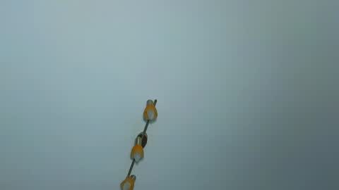 LauraMirage online show from December 30, 2024, 7:26 am