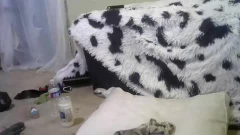 Snapshot of lincolnlongdick chatting on February 18, 2025, 12:28 pm Richie Rich online show from February 18, 2025, 12:28 pm