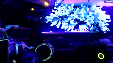 Snapshot of littlemissmarly chatting on January 17, 2025, 8:45 am GentleViolet online show from January 17, 2025, 8:45 am