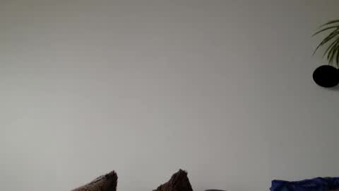 Lupine online show from March 6, 2026, 9:06 am