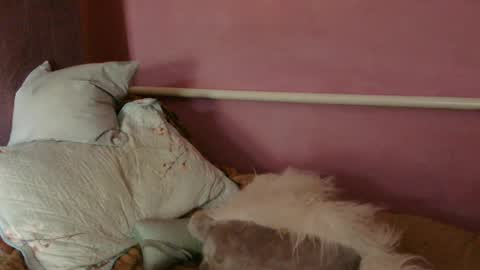 Snapshot of medjik_lool chatting on June 27, 2026, 12:22 pm Oltereodora-lima online show from June 27, 2026, 12:22 pm
