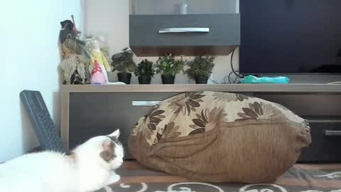 Snapshot of mellbell_ chatting on February 18, 2025, 2:16 am MellyMell online show from February 18, 2025, 2:16 am