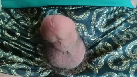 miketrike137 online show from April 22, 2026, 10:22 pm