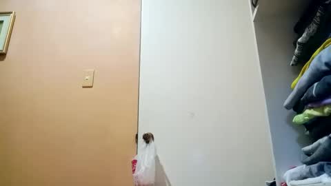 Im Ping online show from October 30, 2025, 10:43 pm