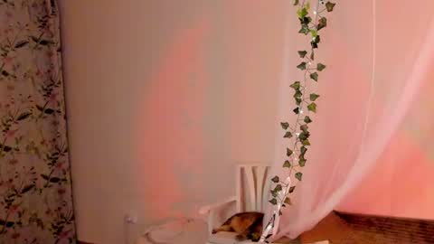 Misha online show from December 26, 2024, 8:00 pm