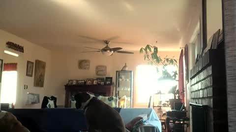 Monkee Dance online show from December 2, 2024, 6:54 pm