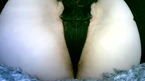 Snapshot of my_tightholes chatting on February 2, 2026, 6:50 pm my_tightholes online show from February 2, 2026, 6:50 pm
