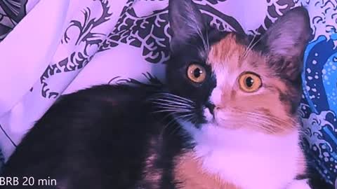 Monday-Friday 12-4 AM and 6-9 AM New York time online show from January 23, 2025, 11:36 pm