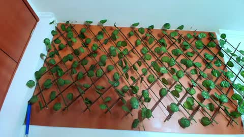 Kitten online show from April 8, 2026, 11:21 am