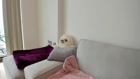 Gigi Chu  online show from February 19, 2025, 3:05 pm