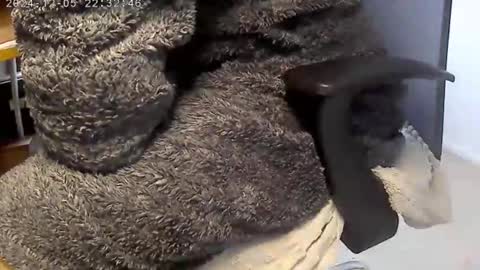 nineinchhard online show from December 4, 2024, 9:07 am