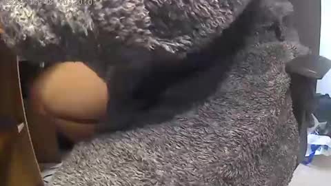 nineinchhard online show from December 18, 2024, 10:19 am