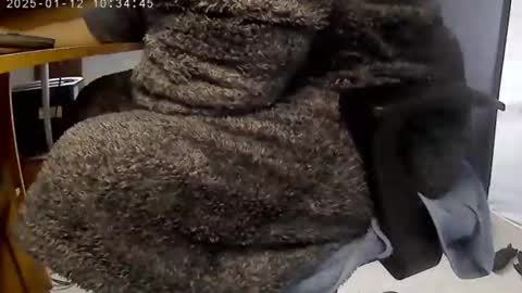 nineinchhard online show from January 12, 2025, 10:34 am