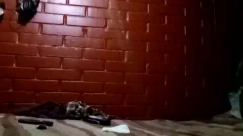 nocturnus1980 online show from February 2, 2026, 7:29 am