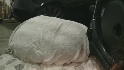 originalcali95 online show from December 15, 2025, 1:32 am