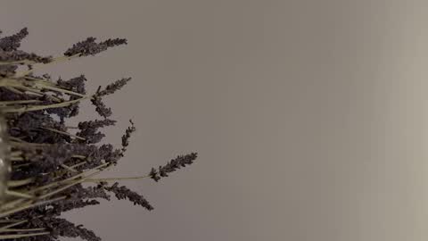 pegasus766152 online show from February 2, 2026, 1:48 am