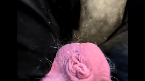 petrol63102 online show from February 20, 2026, 1:22 pm