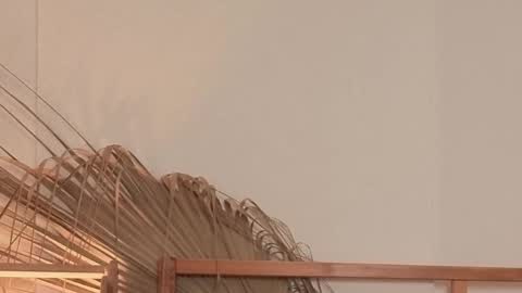 Polina online show from April 24, 2026, 5:54 am