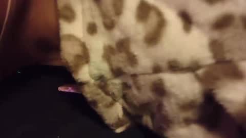 Rabbit Snake online show from October 28, 2025, 3:10 am