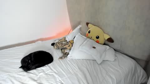 natalia  -  online show from January 25, 2025, 8:10 am