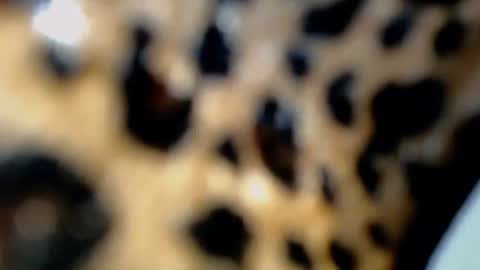 cindy online show from February 4, 2026, 10:36 pm