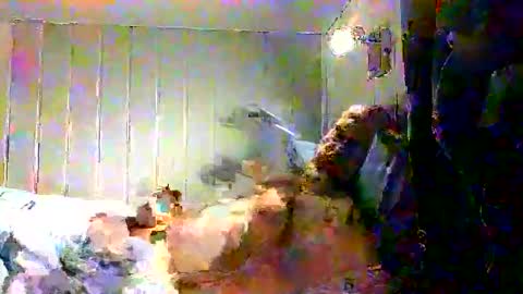 Snapshot of real_viking1 chatting on December 17, 2025, 7:58 am real_viking1 online show from December 17, 2025, 7:58 am