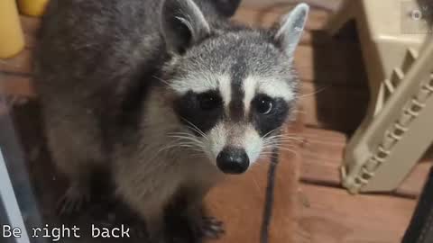 Ryan aka KeylimeRy online show from September 21, 2025, 11:56 am