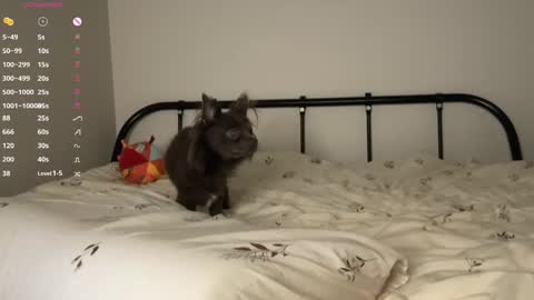  - my telegram channel online show from October 23, 2025, 6:06 pm