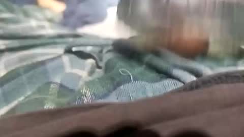 sagozure online show from October 5, 2025, 1:59 am