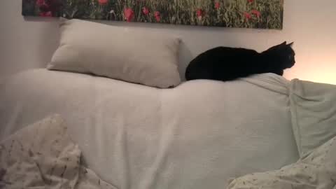 Sexurbation online show from January 1, 2025, 10:46 pm