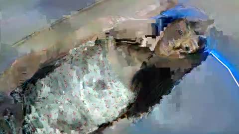 bini aiah online show from March 8, 2025, 4:23 am