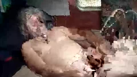 Shamroc online show from March 5, 2026, 2:02 pm